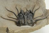 Bizarre Dicranurus Trilobite - Excellent Specimen #208195-6
